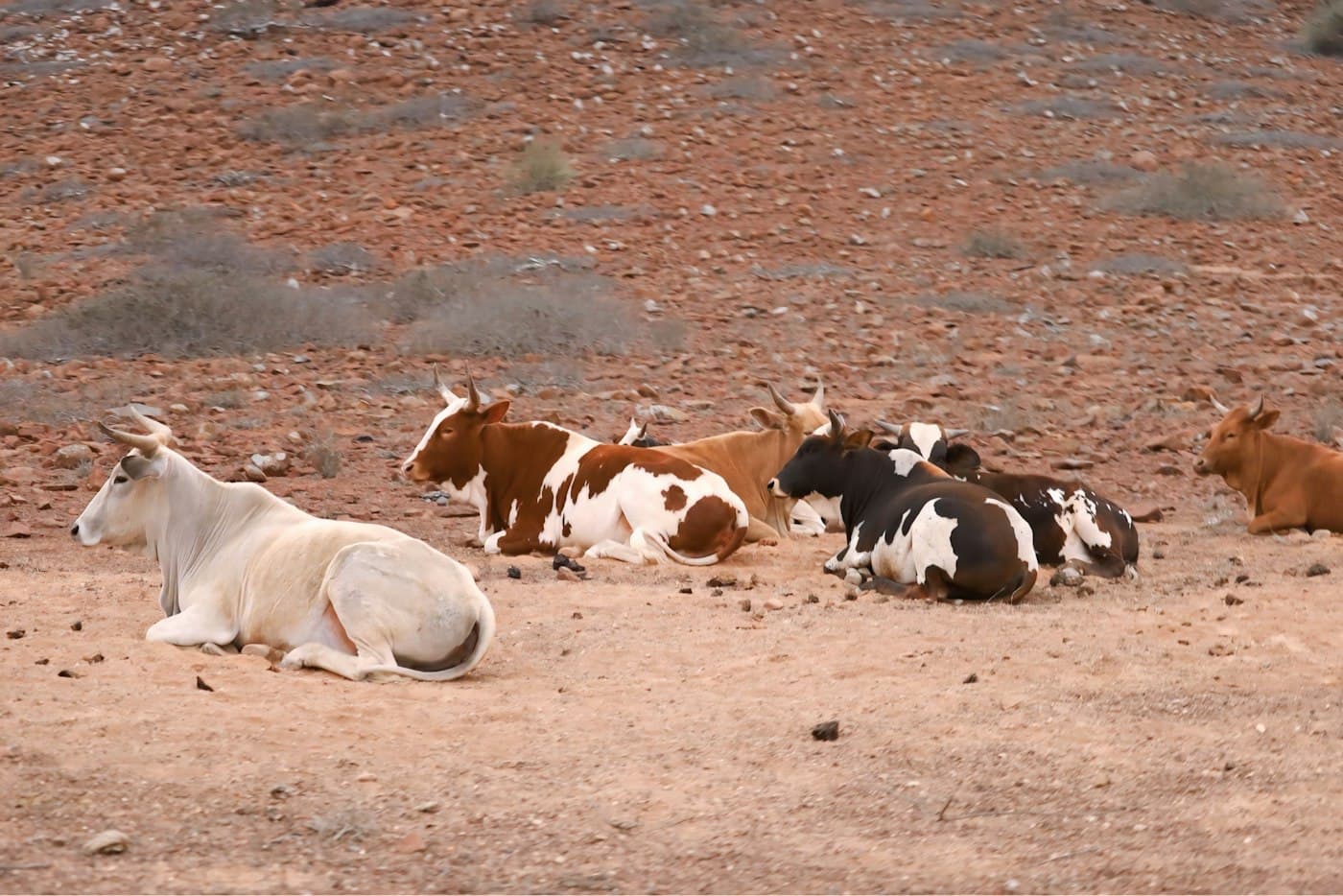 Gado a descansar na terra seca e avermelhada do Namibe